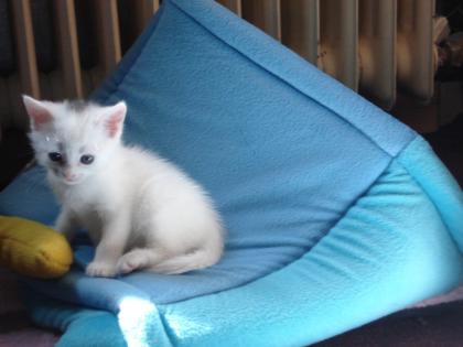 SCHNEEWEIßER Kater schwarz-silberne Mieze 9Wochen alt suchen ein Zuhause