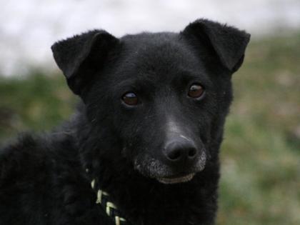 Blacky der Nette