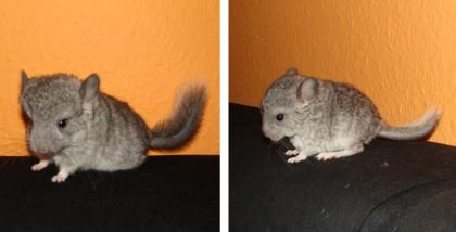 Süße Chinchilla Juntiere suchen bald neues Zuhause