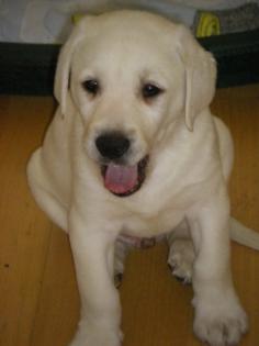 Süsse Labrador Welpen blonde Welpen z. v.