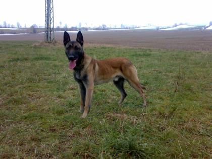 18 Monate alten Malinoisrüden abzugeben