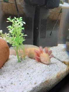 Axolotl und Durchlaufkühler abzugeben