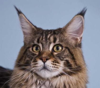 Süße typvolle Maine-Coon Babys