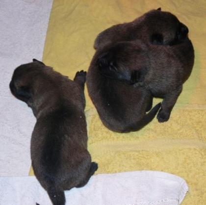 Verkaufe Malinios Welpen WT 12. 11. 2022