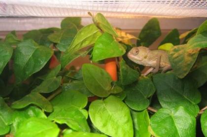 Jemenchamäleon DNZ 08/08