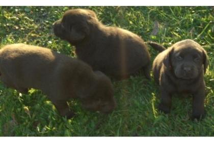 Braun schwarze und weiße Labrador Welpen