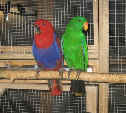 Neuguinea Edelpapagein
