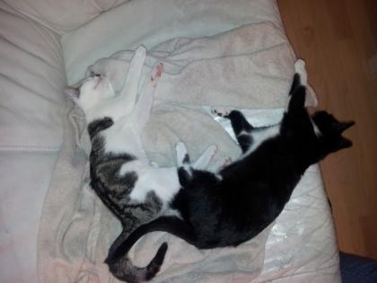 2 kleine süße Katzenkinder suchen ein neues zu Hause