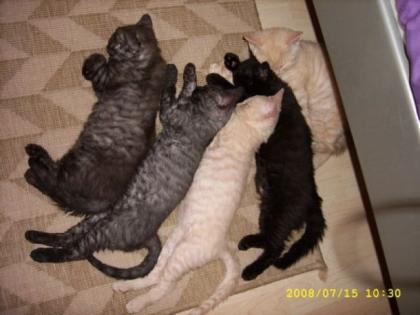 Schmusekatzen
