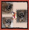 Maja und Fips Typvolle Shih Tzu Welpen