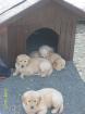 Aufgepasst Eine 7 Wochen alte Golden Retriever Hündin in liebevolle Hände abzu