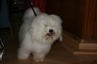 Deckrüde Coton de Tulear