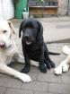 Labradorwelpen