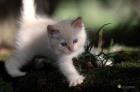 Ragdollkitten