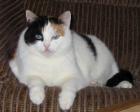 Katze sucht Oma