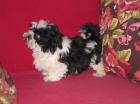 TIBETTERRIERWELPEN8 Wo. intell. robust