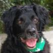 WILLIAM - Mix - 14 Jahre - Tierhilfe-Franken e. V.