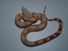 Albino Boa NZ 03-2010 zu verkaufen