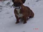 Fr bulldogge