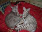 Rarität Superschöne Ocicat-Kitten