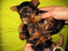 2 kl. gesunde YorkshireTerrier Zuckerschnuten CERA CHARLY