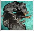 Unsere Zwerg/Kleinpudelrüdenwelpen black-tan sind da