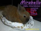 4 Baby Hasen ab sofort zu verschenken