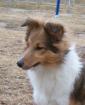 Sheltie - z/w Hündin 7 Monate FCI pap.