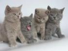 Süße BKH Kitten zu verkaufen