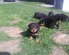 Wir sind noch 4 reinrassige Rottweilerwelpen die ein neues zu Hause suchen 2Rüde