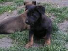 Malinois welpen