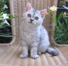 Selkirk Rex Mädchen mit und ohne Schäfchenfell