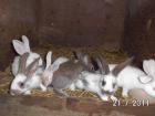 Kaninchen- Juntiere sowie Schlachtkaninchen zu verkaufen