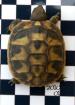 Griechische Landschildkröten der östlichen Unterart - Nachzuchten 2022 u. 2022 a