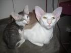 Siamkatzen OKH Peterbald