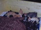 Chihuahua babay selten am 14. 10 2022