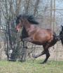 Junger Andalusier Hengst PRE Pura Raza Espanola mit Papieren mit Handicap