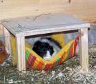 Kuschelsachen Kuschelkram Hängematten Bettchen Kuschelrollen uvm. für Meerschwei