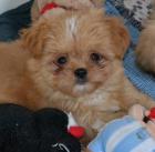 Chihuahua Mix Welpen in verschiedenen Farben suchen ein Zuhause