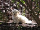 Danis ist auf der Suche nach seiner Familie mit viel Zeit zum Spielen und Kusch