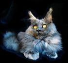 Typvolle Maine Coon Kitten