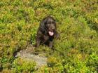 Braune und schwarze Flat Coated Retriever Welpen
