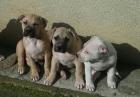 Top xxl American Pitbull Terrier Blue-Line Welpen