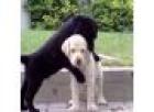 Labradorwelpen mit Papieren000Q4