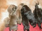 11 kleine Wunder Golden Retriever Schäferhund Mix-Welpen