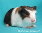 Rassemeerschweinchen gesund munter direkt von der Züchterin