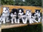 Wunderschöne Siberian Husky Welpen geimpft gekippt entwurmt