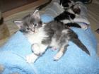 Maine Coon Babys