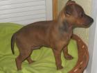 Rehpinscher Welpe abzugeben