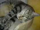 Dicker sucht ein neues Zuhause